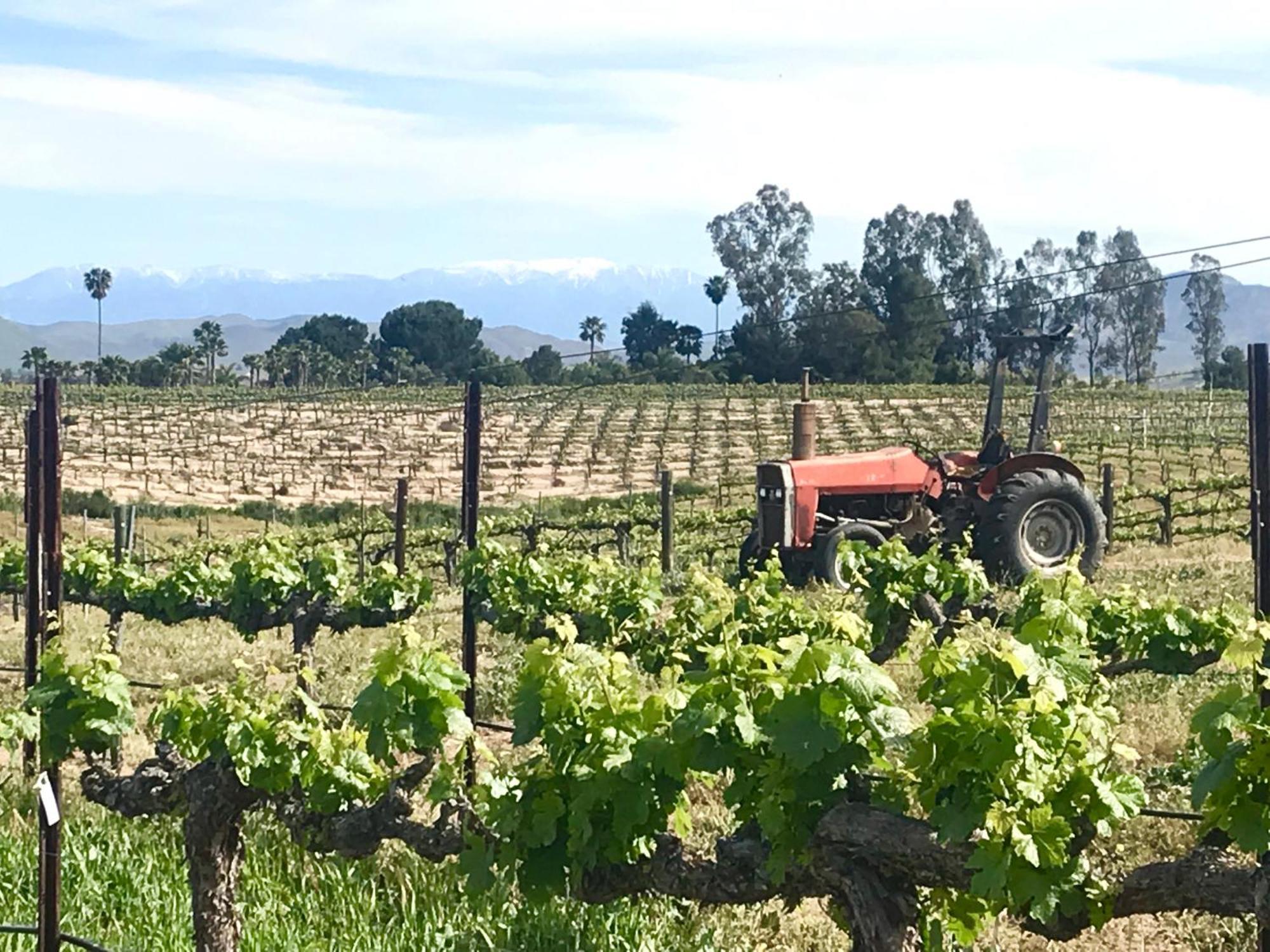 Domaine Chardonnay Bed & Breakfast Temecula Luaran gambar