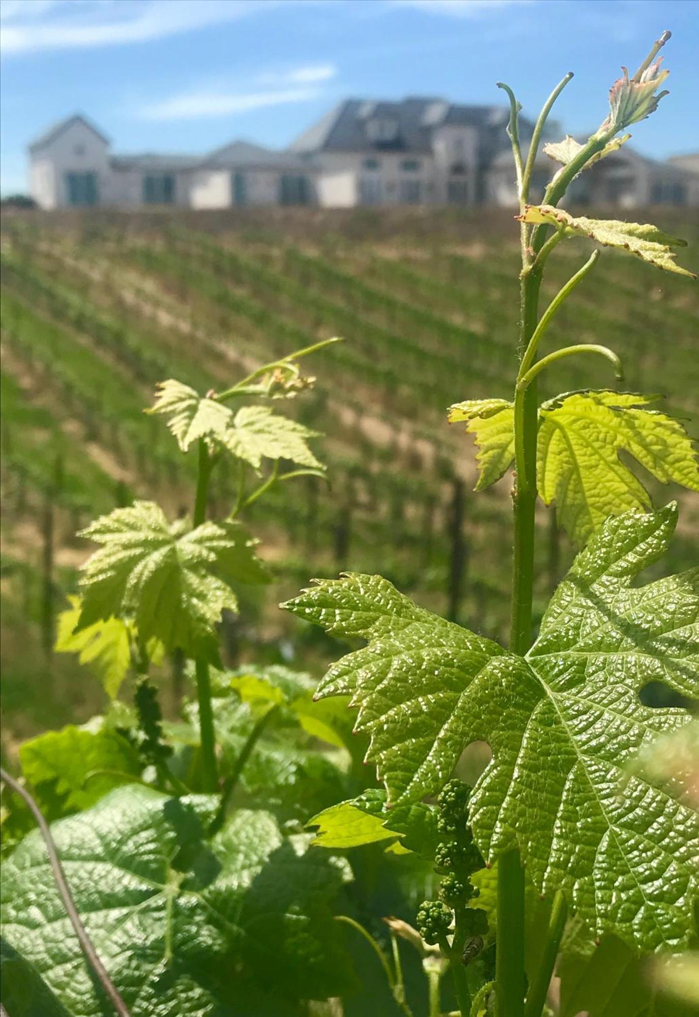 Domaine Chardonnay Bed & Breakfast Temecula Luaran gambar